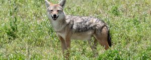 Preview wallpaper jackal, animal, predator, wildlife