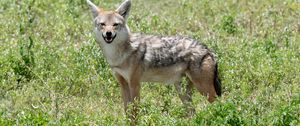 Preview wallpaper jackal, animal, predator, wildlife