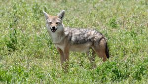 Preview wallpaper jackal, animal, predator, wildlife