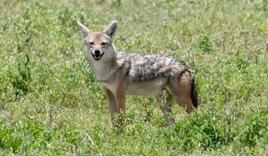 Preview wallpaper jackal, animal, predator, wildlife