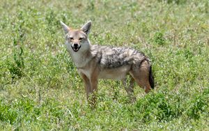 Preview wallpaper jackal, animal, predator, wildlife
