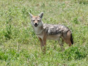 Preview wallpaper jackal, animal, predator, wildlife