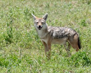 Preview wallpaper jackal, animal, predator, wildlife