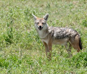Preview wallpaper jackal, animal, predator, wildlife
