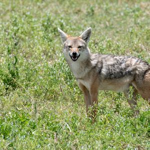 Preview wallpaper jackal, animal, predator, wildlife