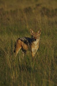 Preview wallpaper jackal, cub, wildlife