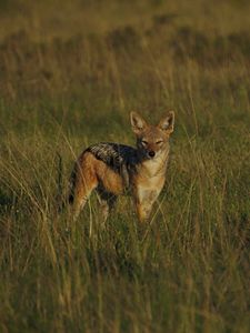 Preview wallpaper jackal, cub, wildlife