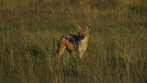 Preview wallpaper jackal, cub, wildlife