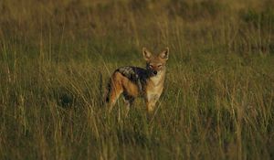 Preview wallpaper jackal, cub, wildlife