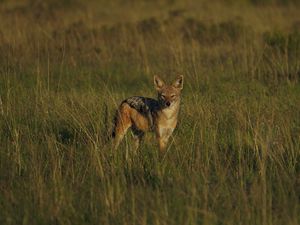 Preview wallpaper jackal, cub, wildlife