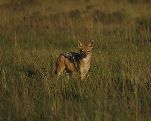 Preview wallpaper jackal, cub, wildlife