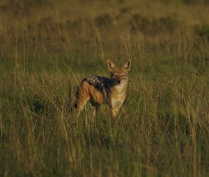 Preview wallpaper jackal, cub, wildlife