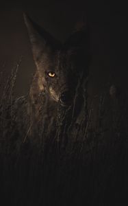 Preview wallpaper jackal, grass, dark, predator, look