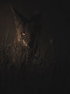 Preview wallpaper jackal, grass, dark, predator, look