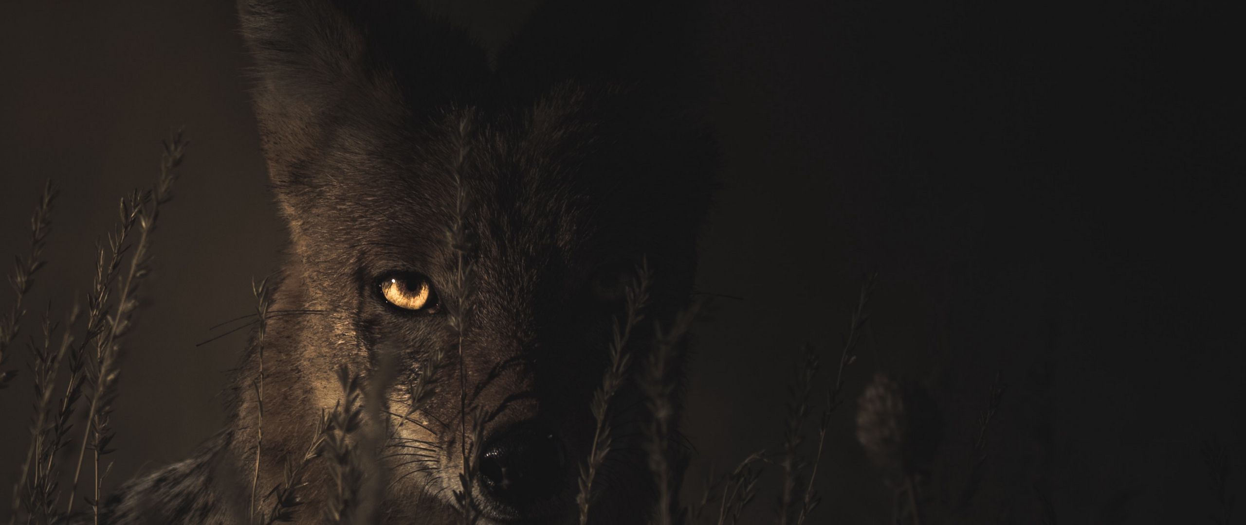 Download Wallpaper 2560x1080 Jackal Grass Dark Predator Look Dual Wide 1080p Hd Background