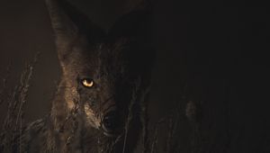 Preview wallpaper jackal, grass, dark, predator, look