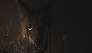 Preview wallpaper jackal, grass, dark, predator, look