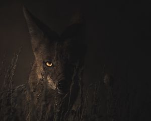 Preview wallpaper jackal, grass, dark, predator, look