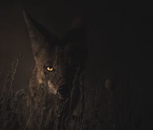 Preview wallpaper jackal, grass, dark, predator, look