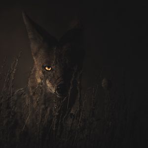 Preview wallpaper jackal, grass, dark, predator, look