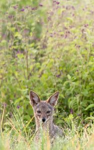 Preview wallpaper jackal, predator, animal, glance