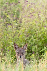 Preview wallpaper jackal, predator, animal, glance