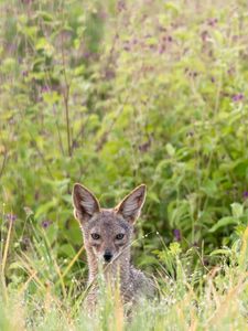 Preview wallpaper jackal, predator, animal, glance