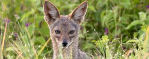 Preview wallpaper jackal, predator, animal, glance
