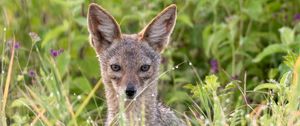 Preview wallpaper jackal, predator, animal, glance