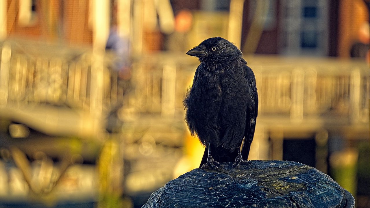 Wallpaper jackdaw, bird, black, blur