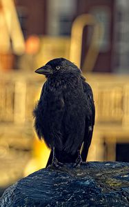 Preview wallpaper jackdaw, bird, black, blur