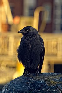 Preview wallpaper jackdaw, bird, black, blur