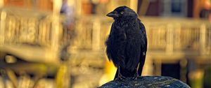 Preview wallpaper jackdaw, bird, black, blur