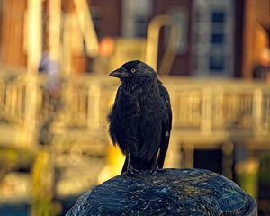 Preview wallpaper jackdaw, bird, black, blur