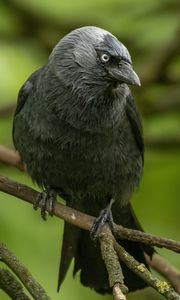 Preview wallpaper jackdaw, bird, black, branch