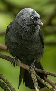 Preview wallpaper jackdaw, bird, black, branch