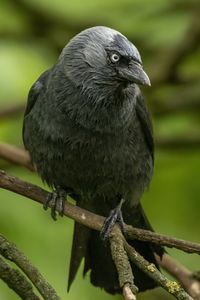 Preview wallpaper jackdaw, bird, black, branch