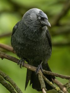 Preview wallpaper jackdaw, bird, black, branch