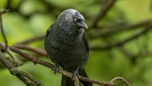 Preview wallpaper jackdaw, bird, black, branch