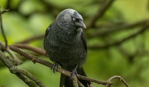 Preview wallpaper jackdaw, bird, black, branch