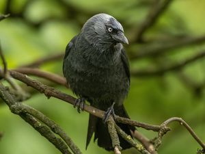 Preview wallpaper jackdaw, bird, black, branch