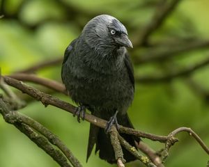 Preview wallpaper jackdaw, bird, black, branch