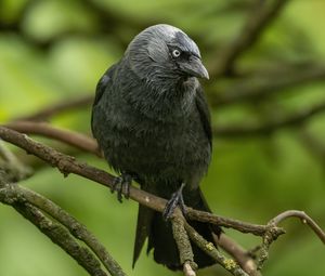 Preview wallpaper jackdaw, bird, black, branch