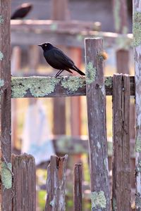 Preview wallpaper jackdaw, bird, fence, moss