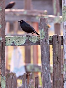 Preview wallpaper jackdaw, bird, fence, moss