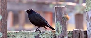 Preview wallpaper jackdaw, bird, fence, moss