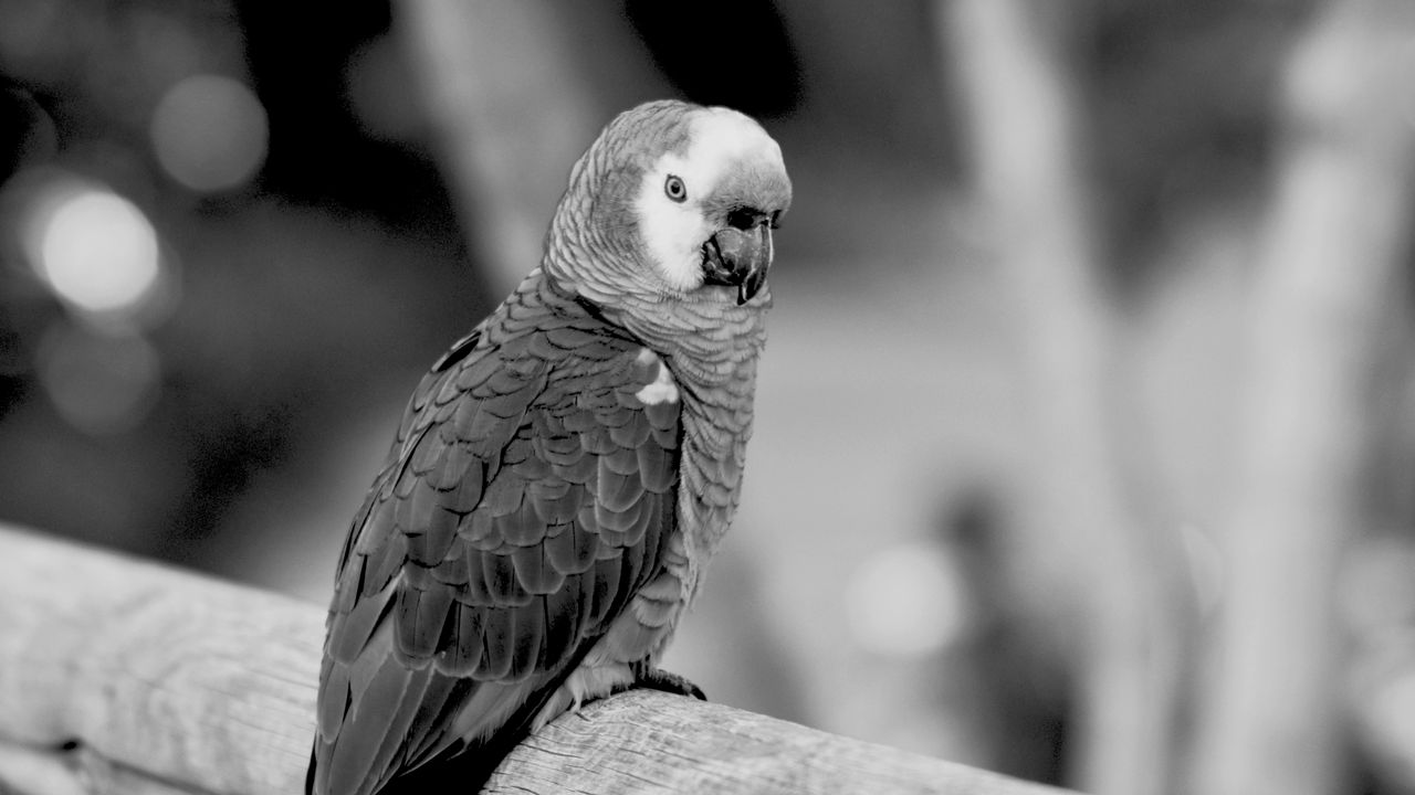Wallpaper jaco, parrot, beak, wild, black and white