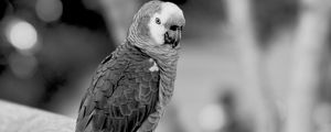 Preview wallpaper jaco, parrot, beak, wild, black and white