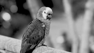 Preview wallpaper jaco, parrot, beak, wild, black and white