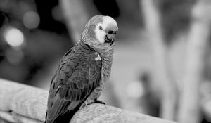 Preview wallpaper jaco, parrot, beak, wild, black and white